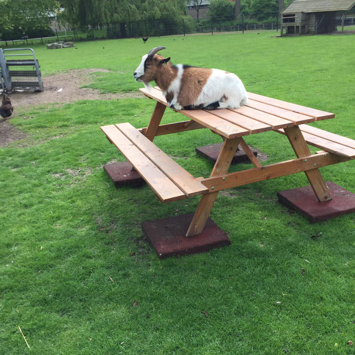 schaap-op-de-tafel-kinderboederij